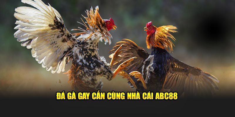 Đá gà gay cấn cùng nhà cái ABC88