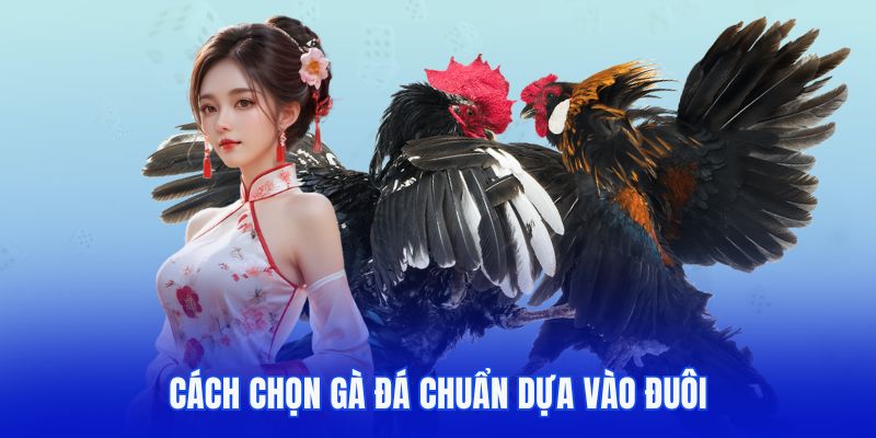 Cách chọn gà đá chuẩn dựa vào đuôi