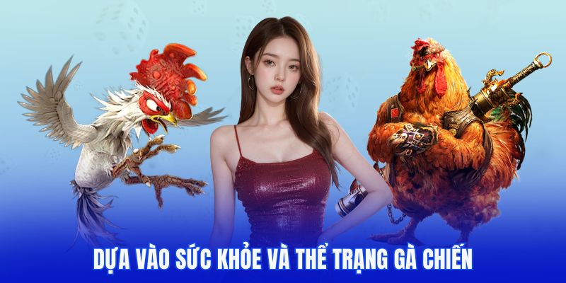 Dựa vào sức khỏe và thể trạng gà chiến