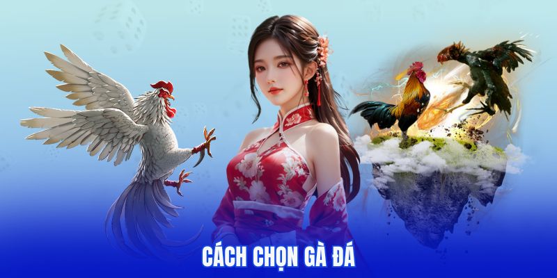 Cách chọn gà đá thumb