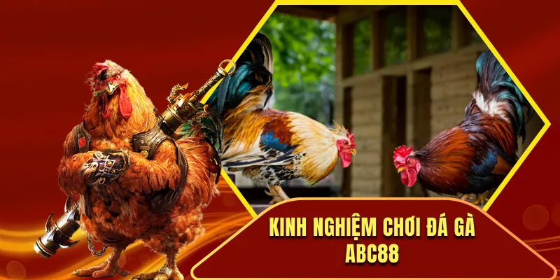 Kinh Nghiệm Đá Gà ABC88 Từ Cao Thủ