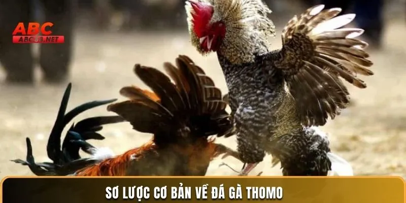 Sơ Lược Cơ Bản Về Đá Gà Thomo